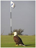 Eagle on Golf Course